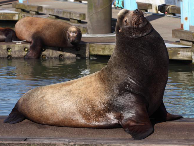 Sea Lions - Astoria, Oregon